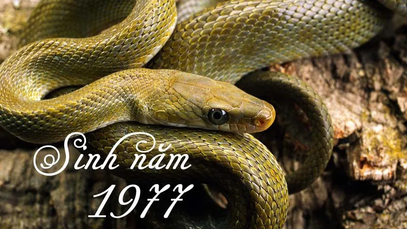 Tuổi Đinh Tỵ 1977 nên hợp tác làm ăn với tuổi nào trong năm 2025 để thành công lớn?